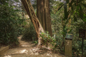 Malaysian Living Green Lung hiking trail Taman Tugu